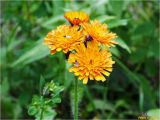 genus Pilosella. Соцветия с кормящимися(?) мухами. Украина, Ивано-Франковская обл., Болеховский горсовет, Козакивский сельсовет, окр. с. Козакивка, склон горы Тусул, на лугу. 29.07.2017.