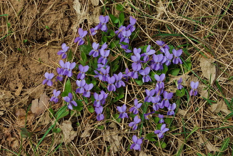 Изображение особи род Viola.