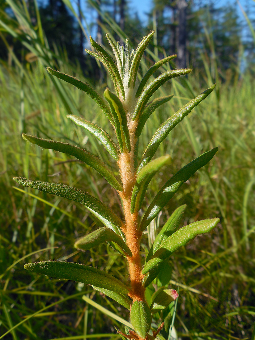 Image of Ledum palustre specimen.