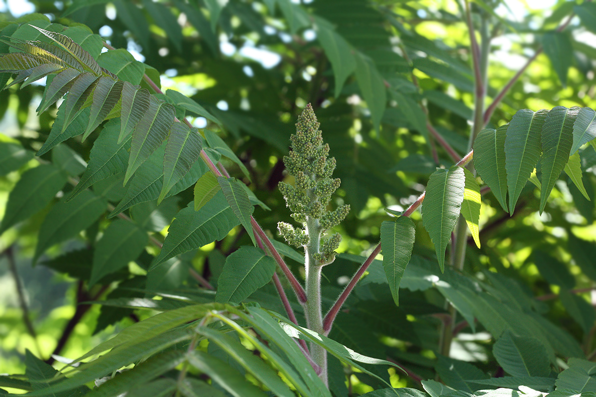 Image of Rhus typhina specimen.