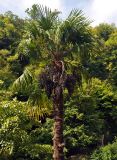 Trachycarpus fortunei. Плодоносящее растение. Абхазия, Гудаутский р-н, Новый Афон, в культуре. 18.07.2017.