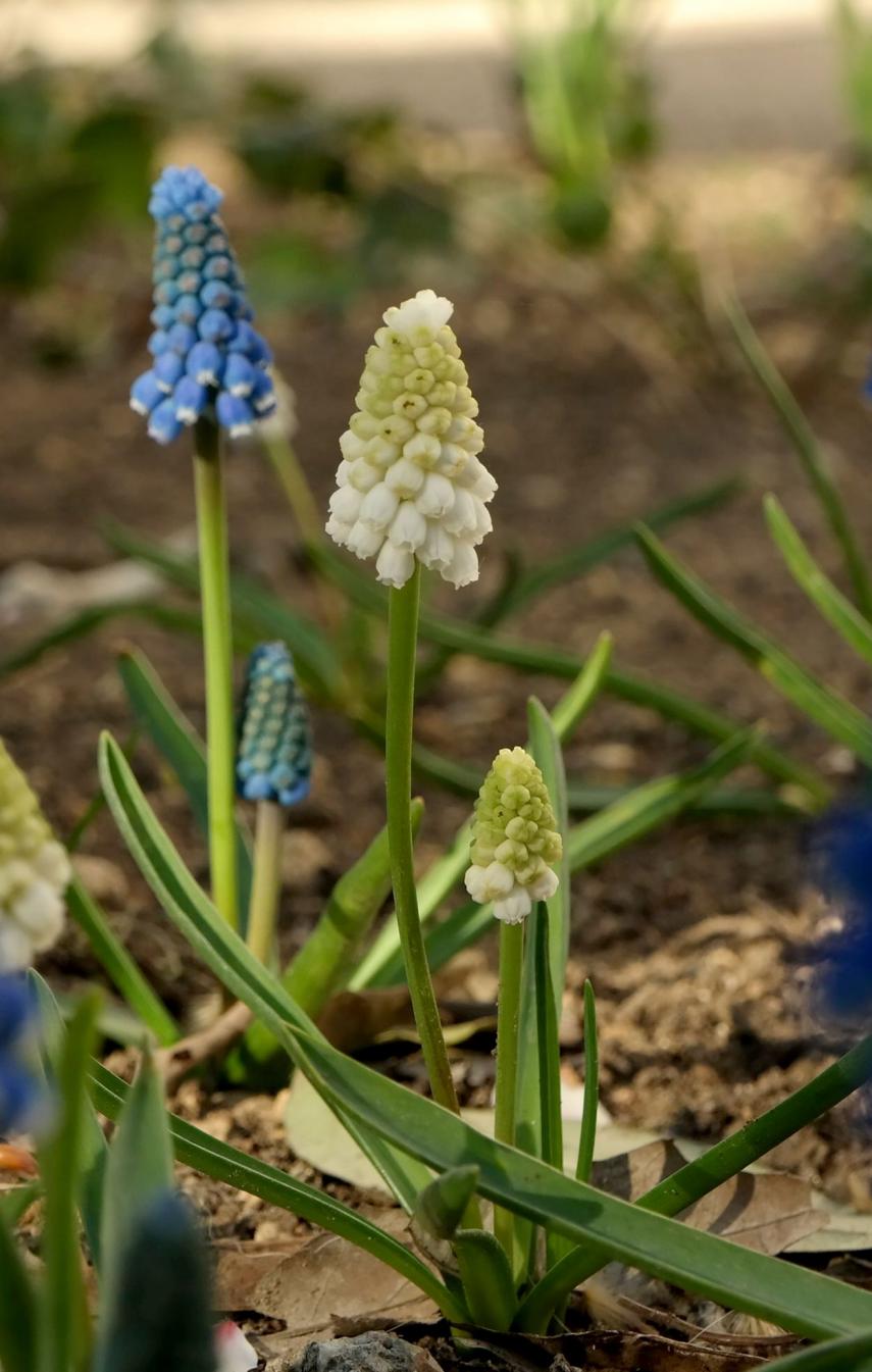 Image of genus Muscari specimen.