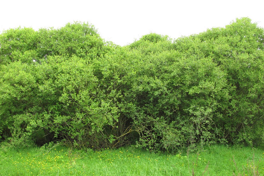 Image of Salix purpurea specimen.