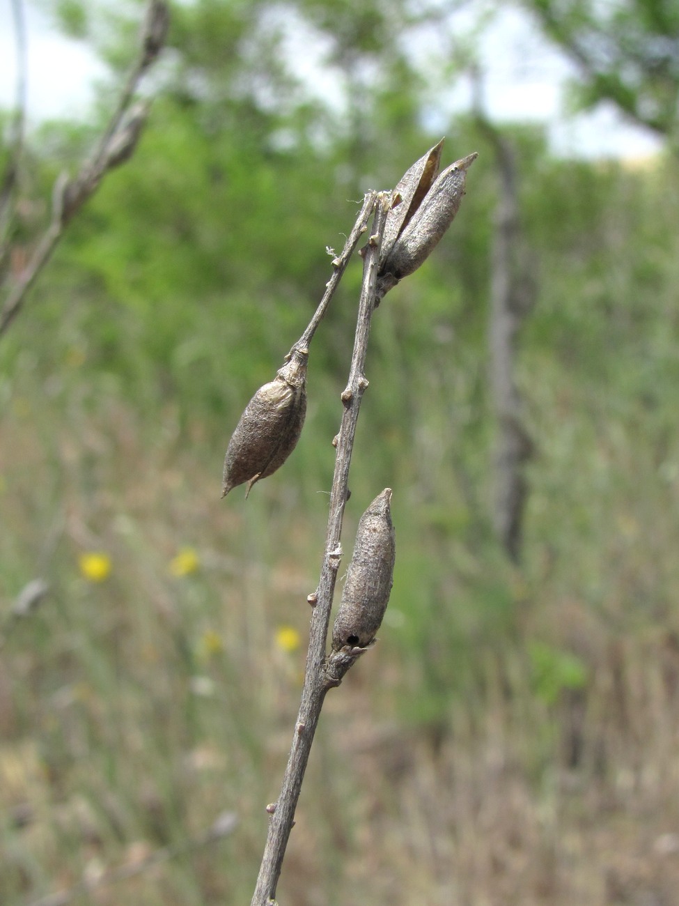 Image of Astragalus barbidens specimen.