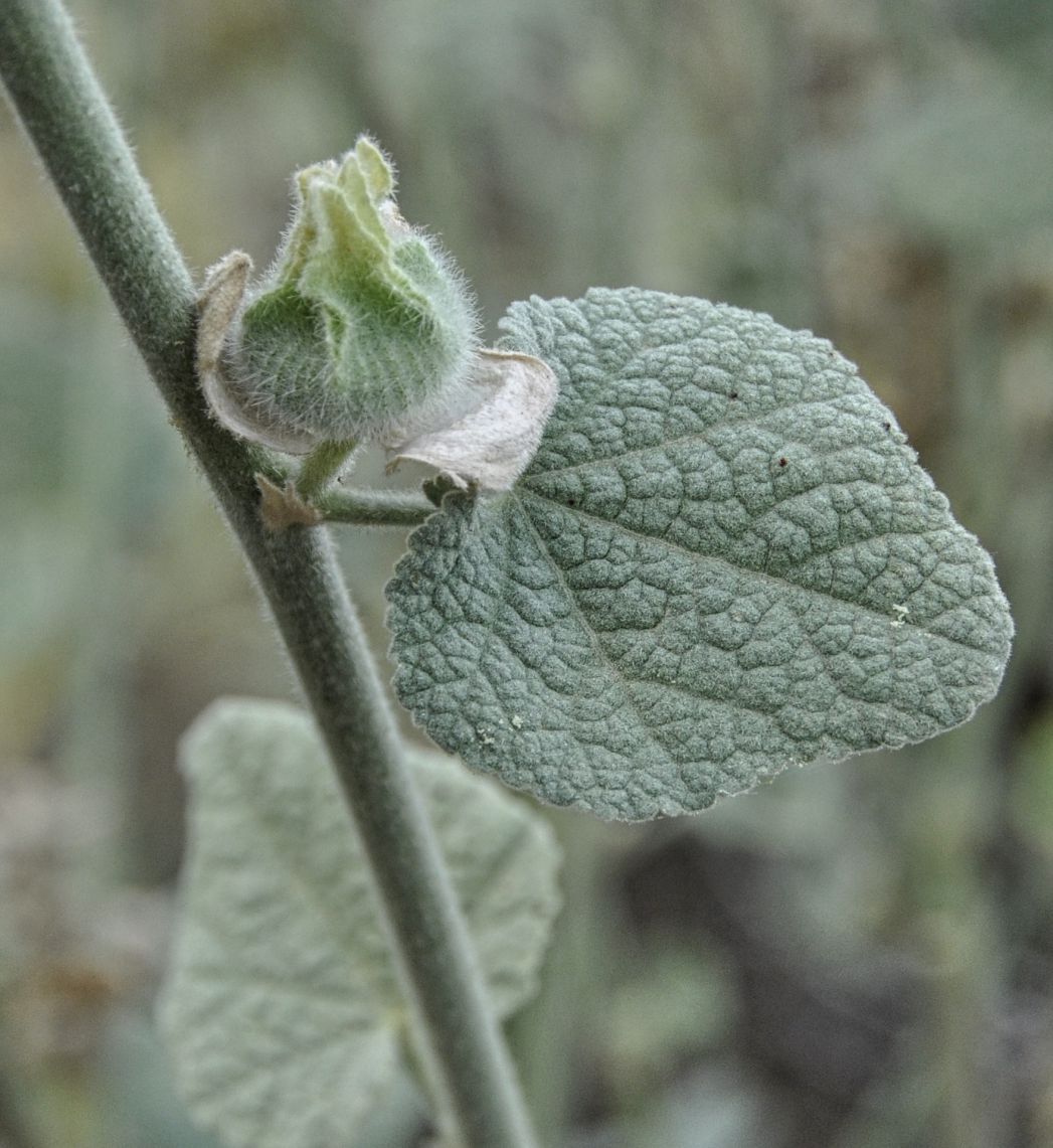 Image of Alcea pallida specimen.