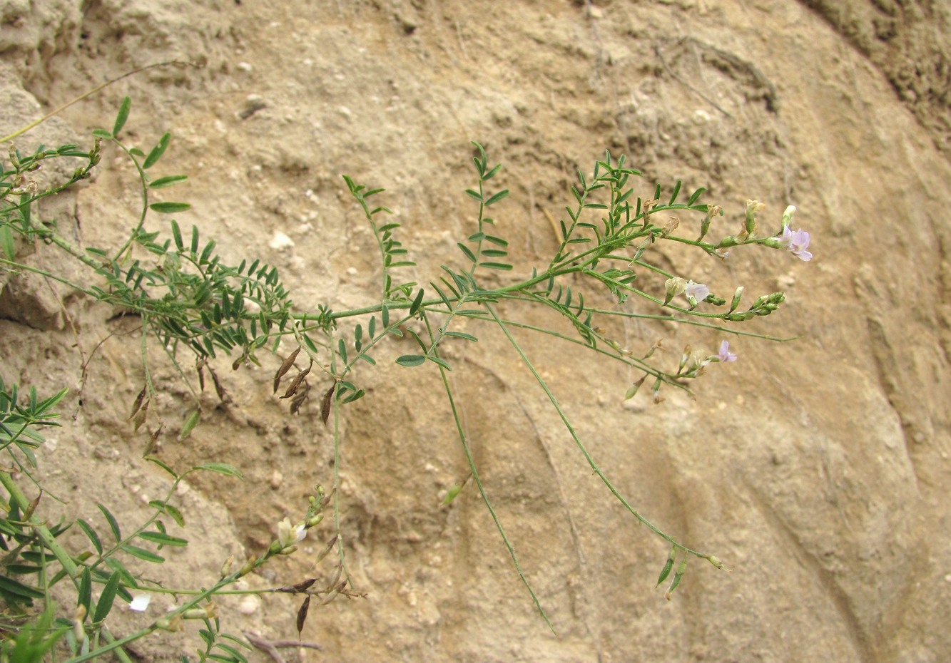 Изображение особи Astragalus austriacus.