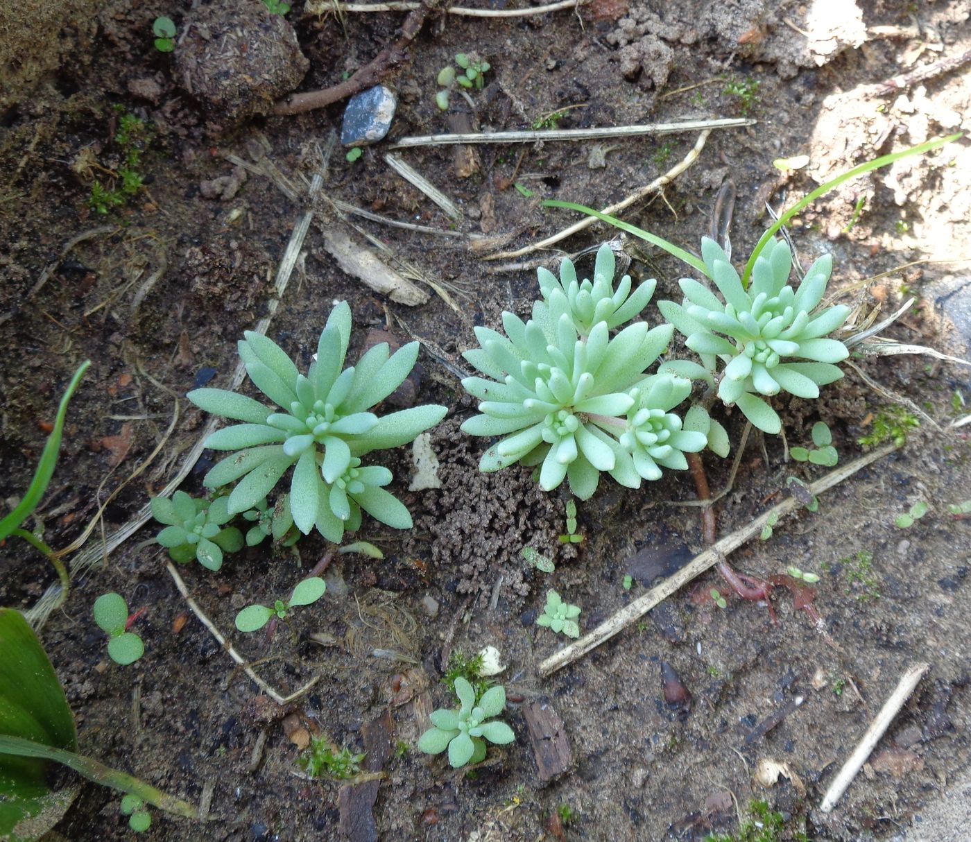 Image of Sedum hispanicum specimen.