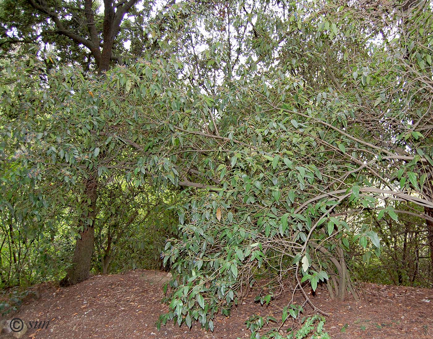 Image of Viburnum tinus specimen.