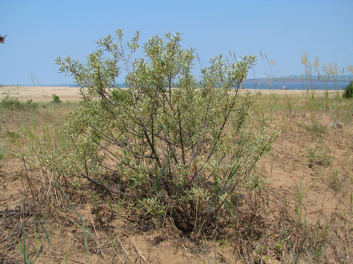 Image of Hippophae rhamnoides specimen.