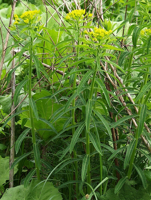 Image of Euphorbia procera specimen.