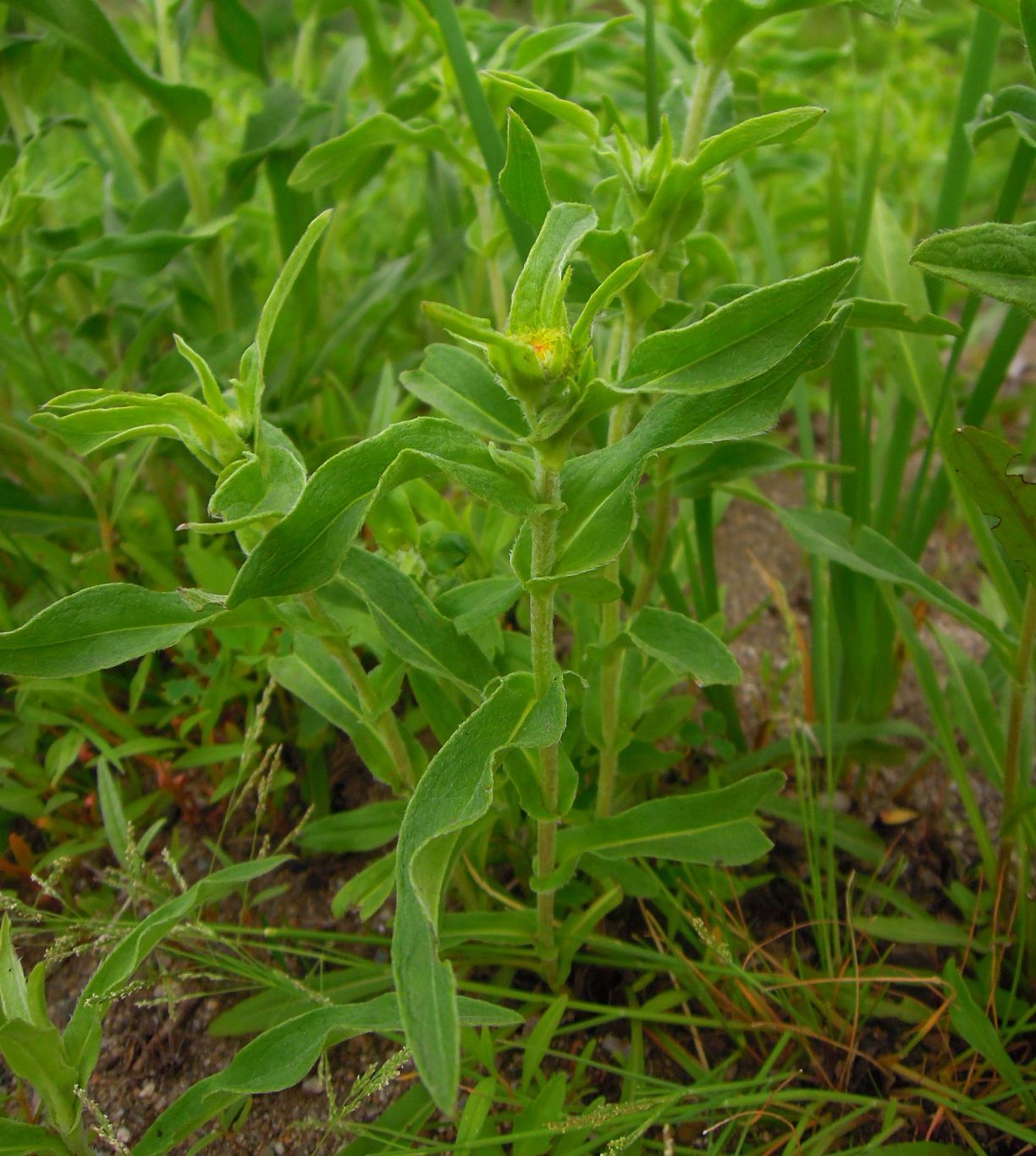 Image of Inula britannica specimen.