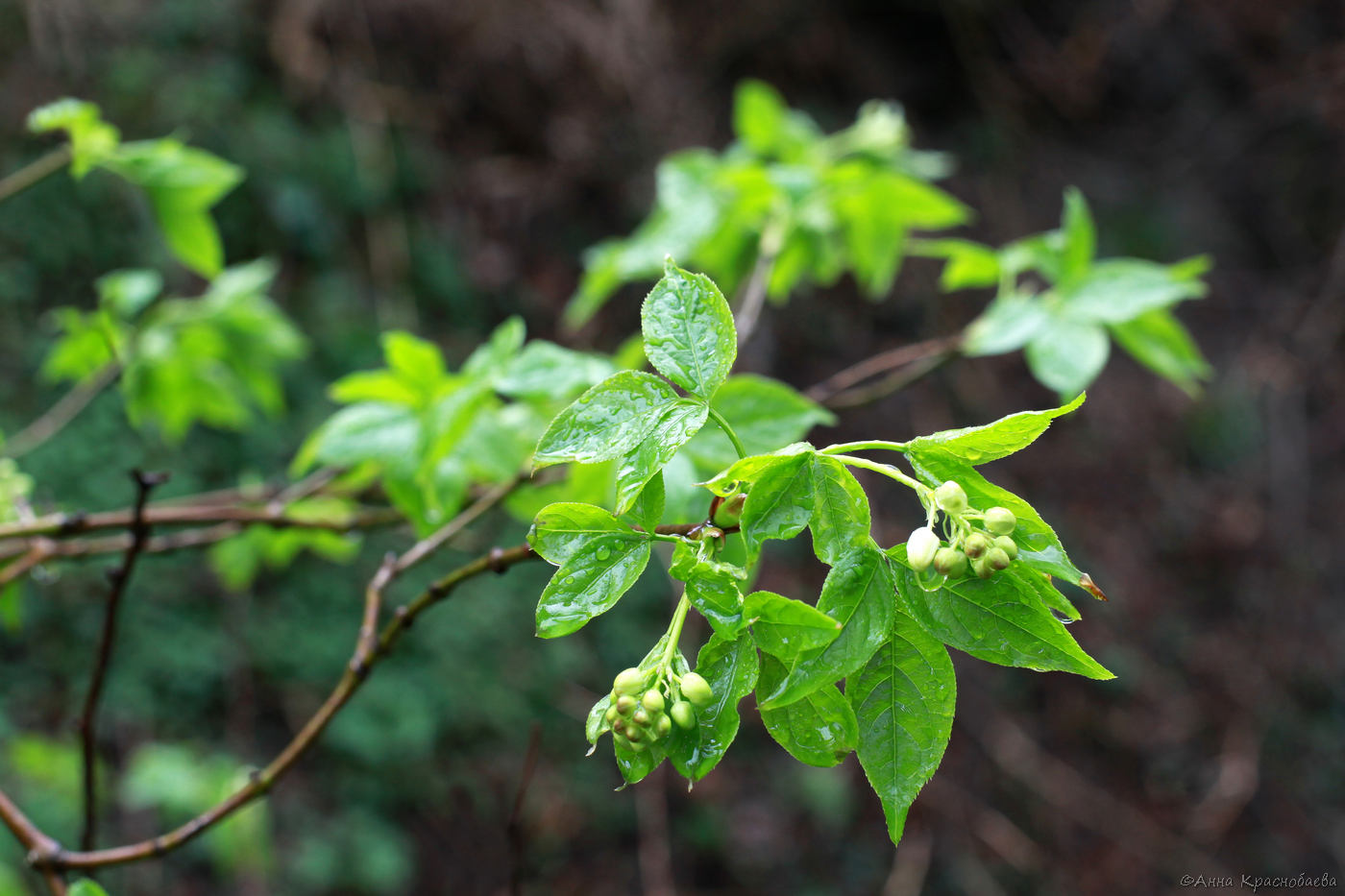 Image of Staphylea colchica specimen.