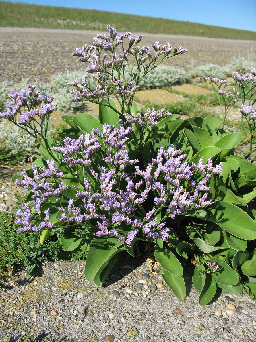 Изображение особи Limonium vulgare.