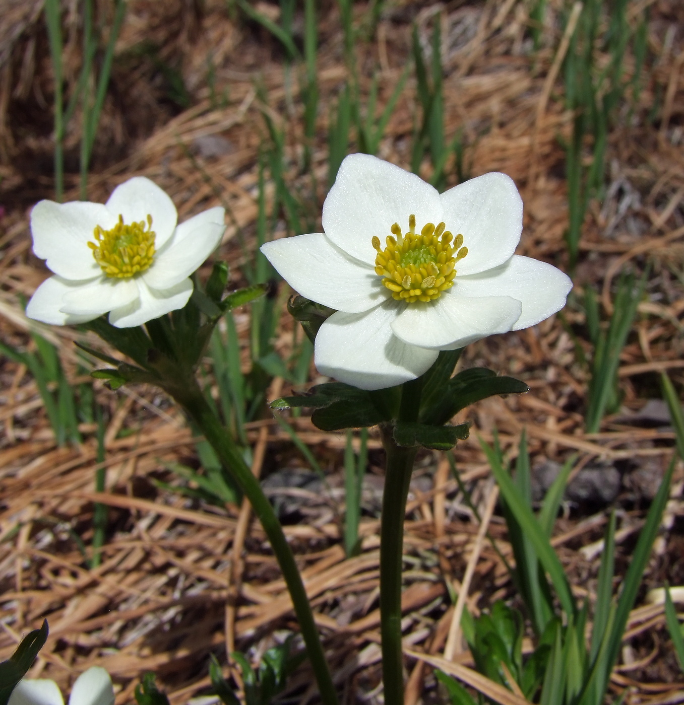 Image of Anemonastrum sibiricum specimen.