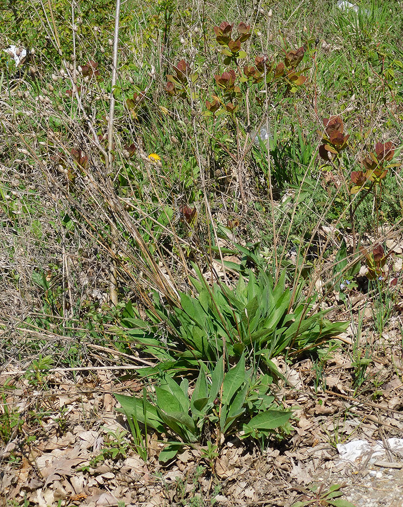 Image of Centaurea jacea ssp. substituta specimen.