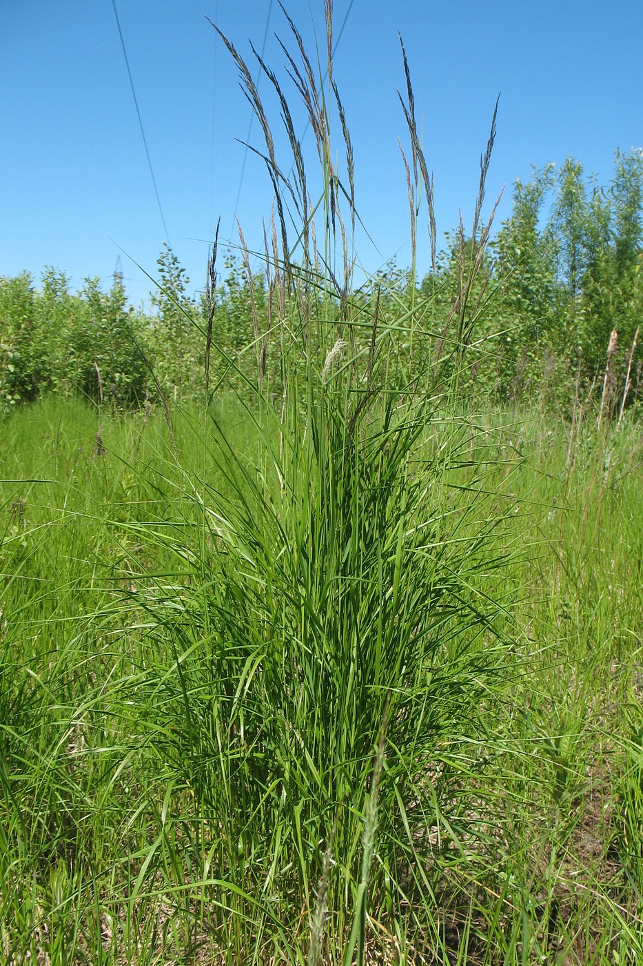 Image of Calamagrostis canescens specimen.