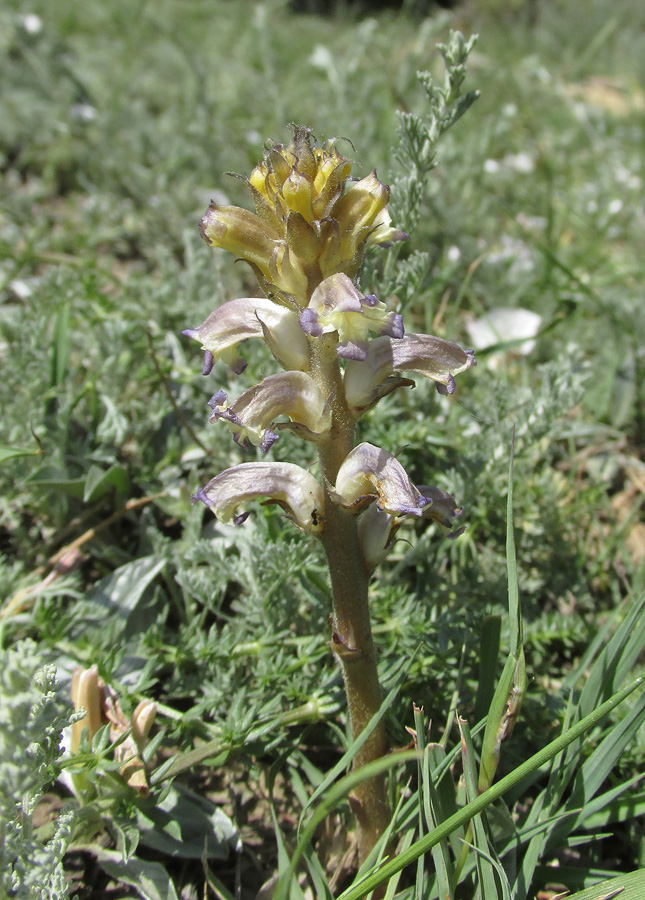 Image of Orobanche cumana specimen.