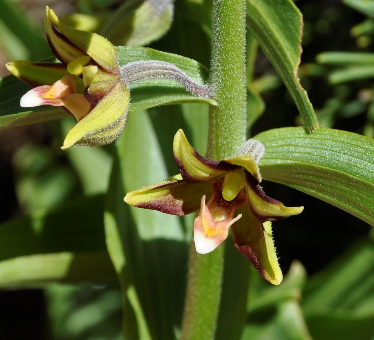 Изображение особи Epipactis veratrifolia.