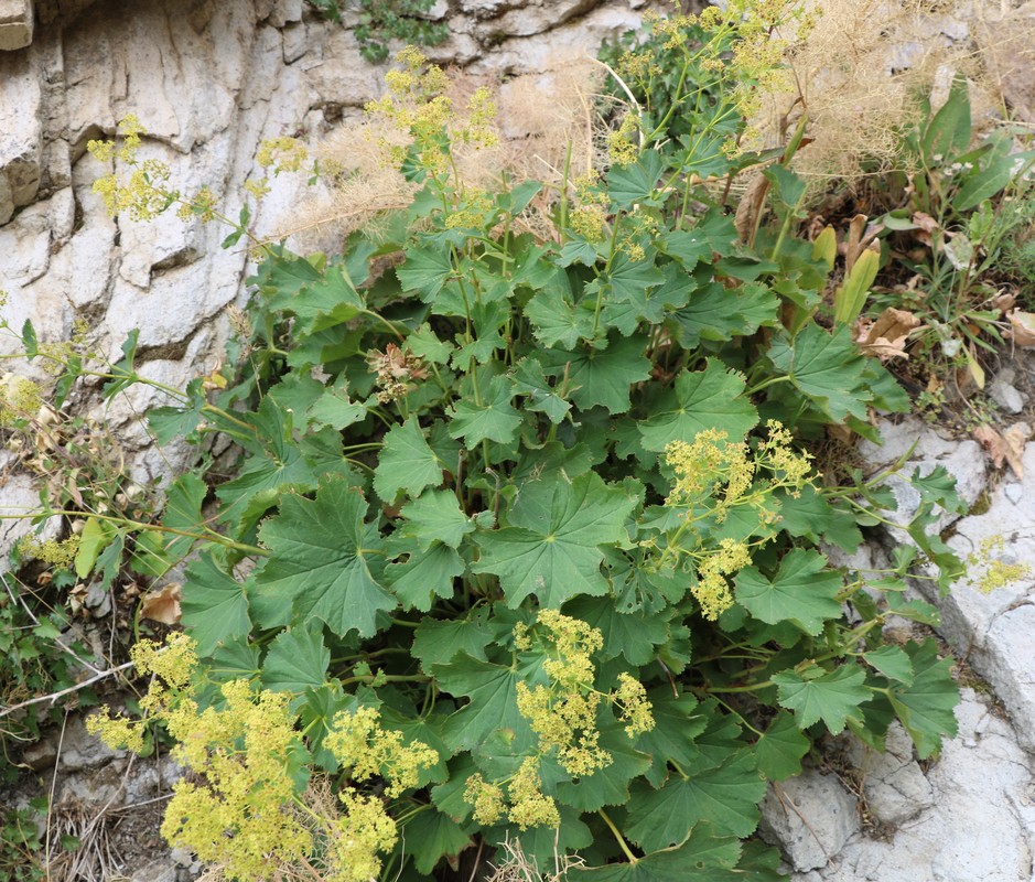 Image of Alchemilla persica specimen.