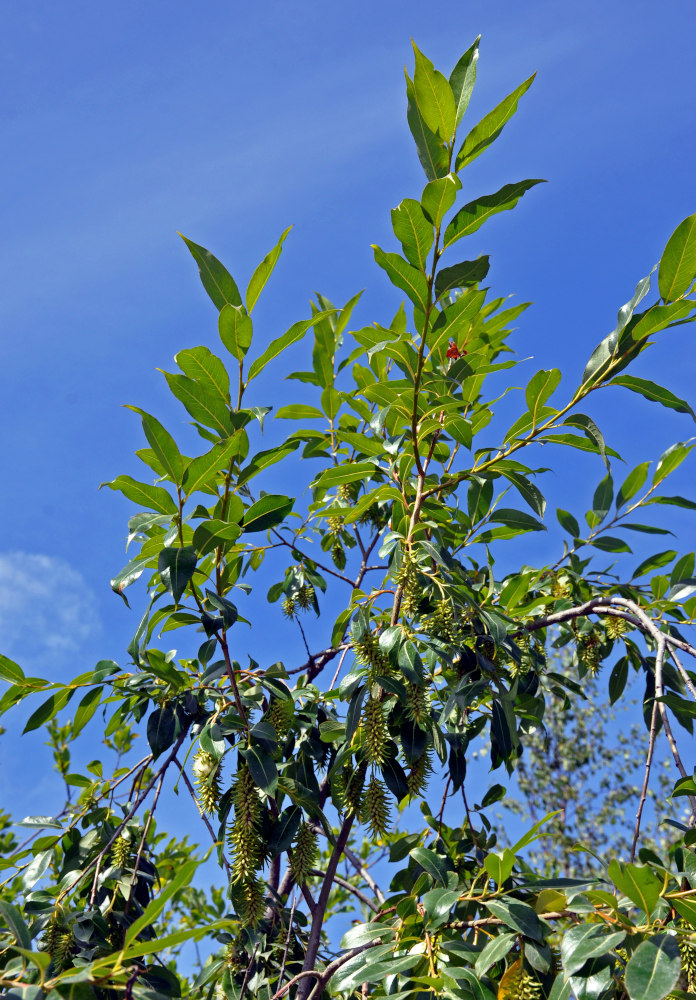 Изображение особи Salix pentandra.