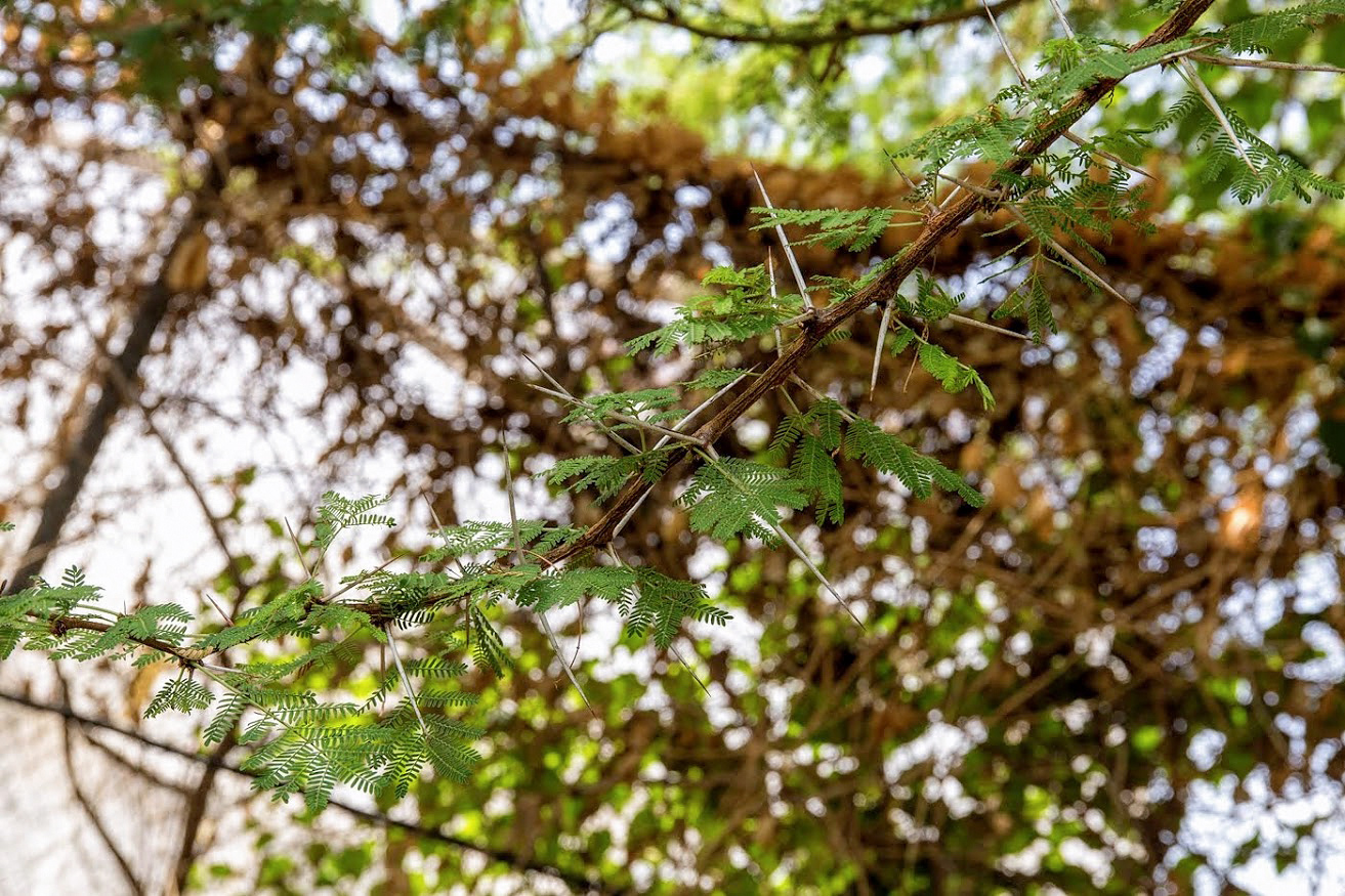 Image of Vachellia xanthophloea specimen.