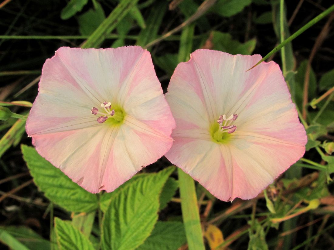 Изображение особи Convolvulus arvensis.