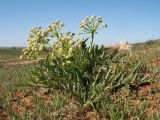 Ferula foetida. Доцветающее растение короткостебельной формы. Казахстан, вост. предгорья хр. Каратау, южн. побережье оз. Кызылколь, правый берег надпойменной террасы у устья р. Ушбас, на оплывине под пестроцветной сопкой. 6 мая 2019 г.