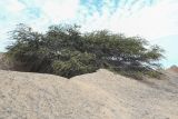 Prosopis pallida. Крона вегетирующего растения. Перу, регион La Libartad, археологический комплекс \"Chan Chan\". 28.10.2019.