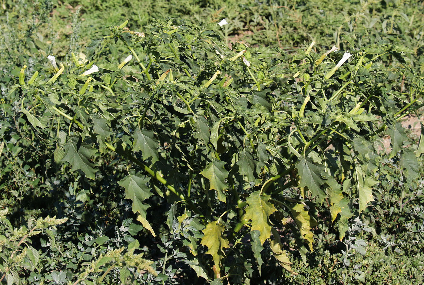 Image of Datura stramonium specimen.