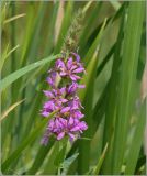 Lythrum salicaria