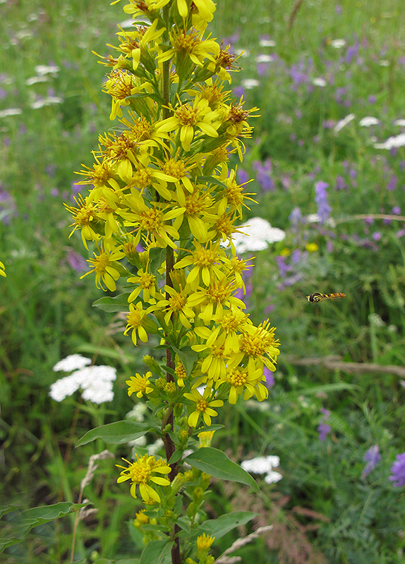 Image of Solidago virgaurea specimen.