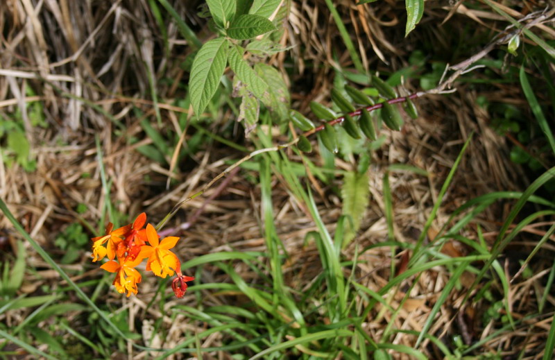 Изображение особи Epidendrum radicans.