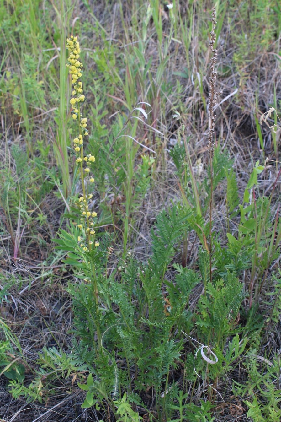 Изображение особи Artemisia latifolia.