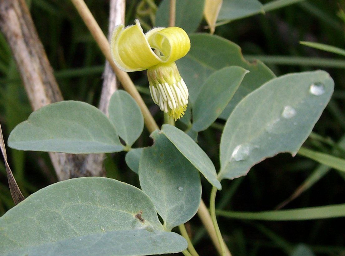 Изображение особи Clematis glauca.