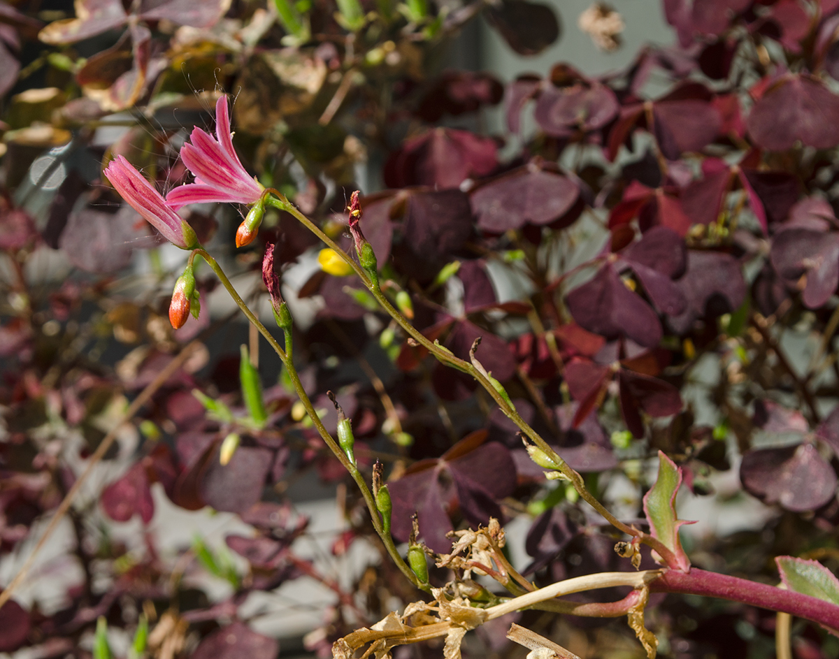 Изображение особи Lewisia cotyledon.