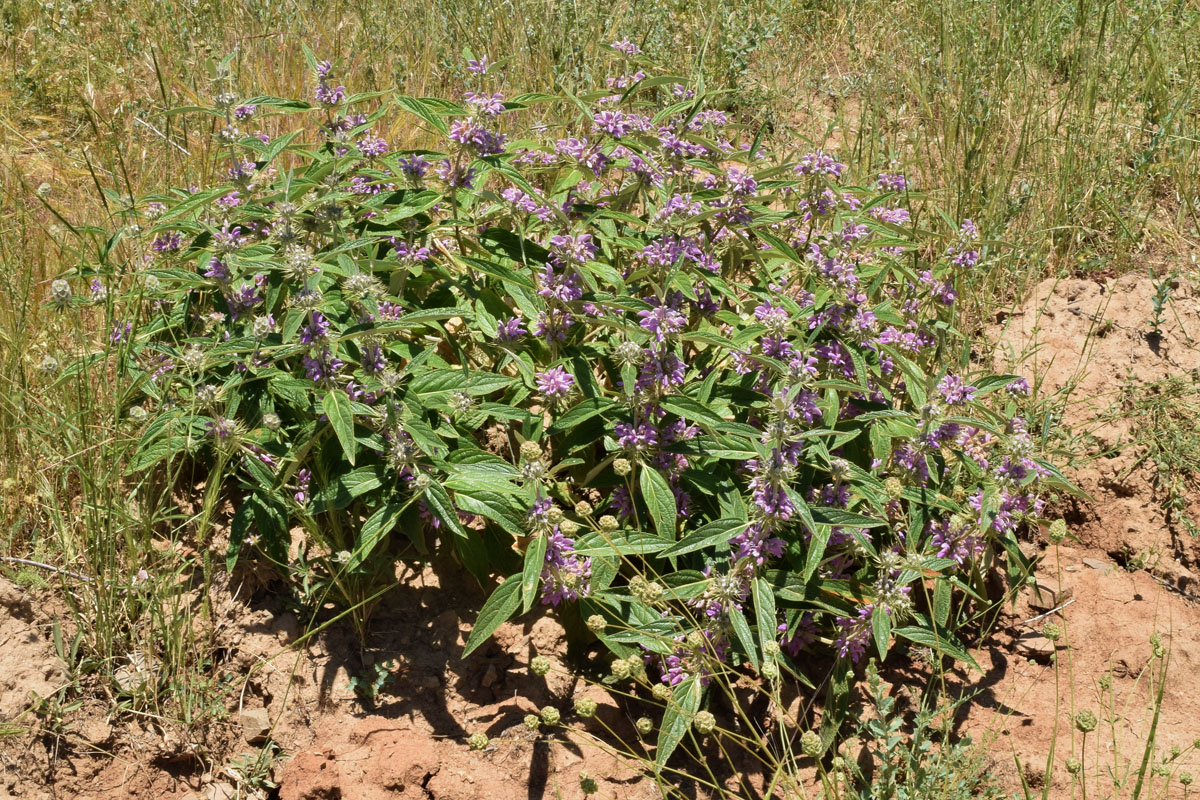 Image of Phlomis regelii specimen.