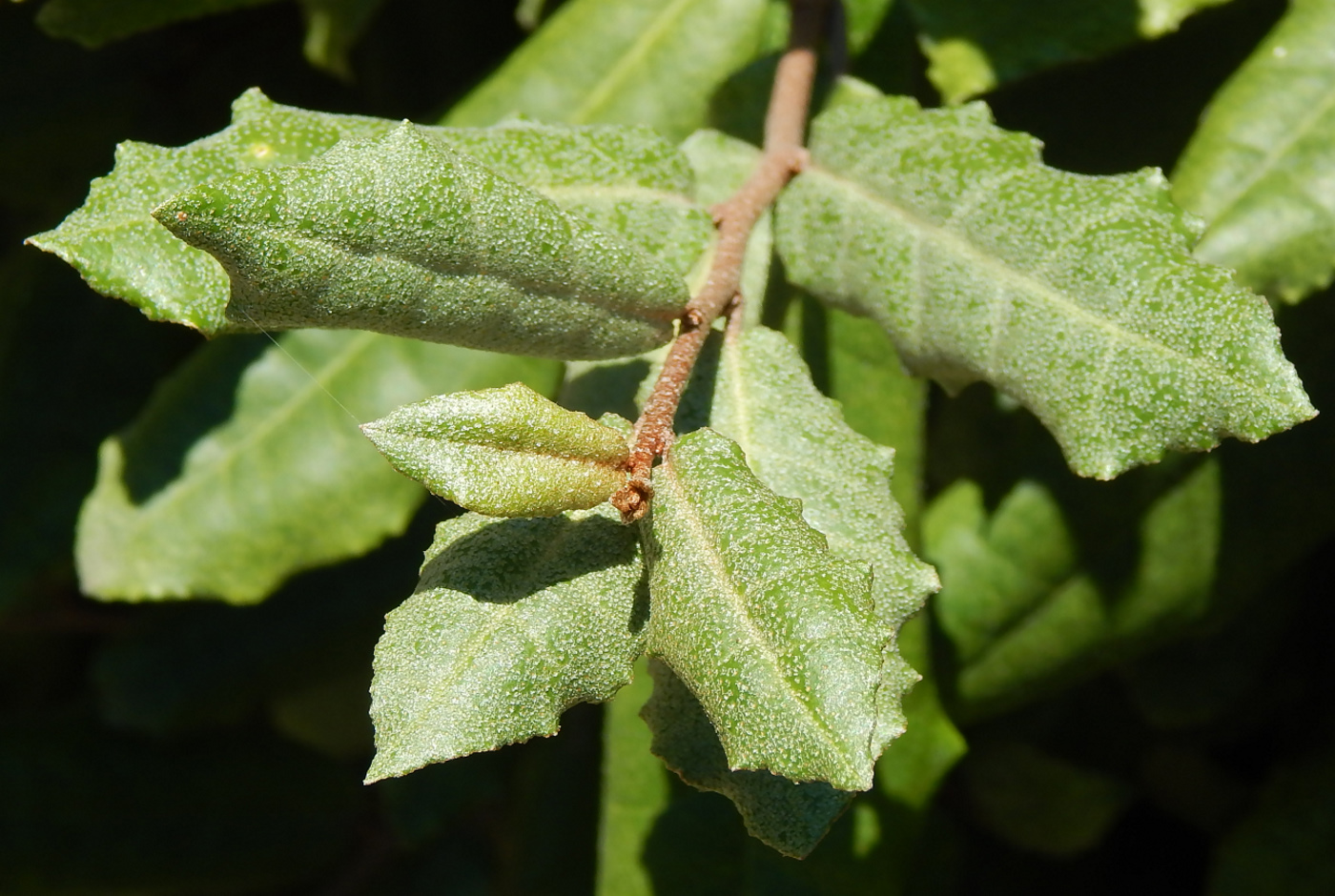 Image of Elaeagnus pungens specimen.