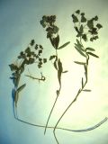 Euphorbia kirimzjulica