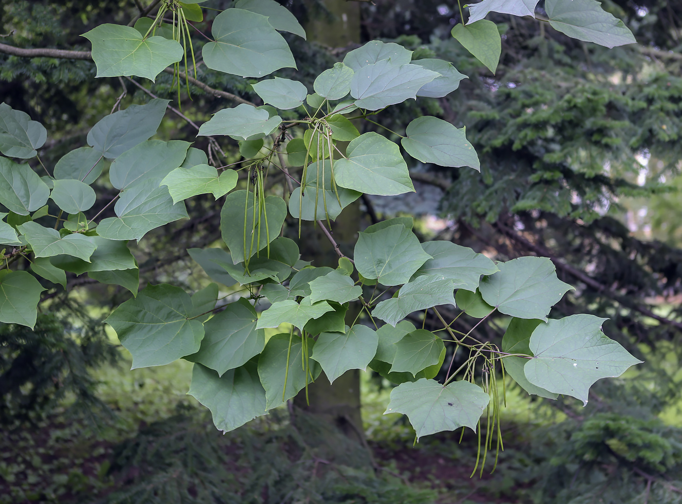 Image of Catalpa bignonioides specimen.