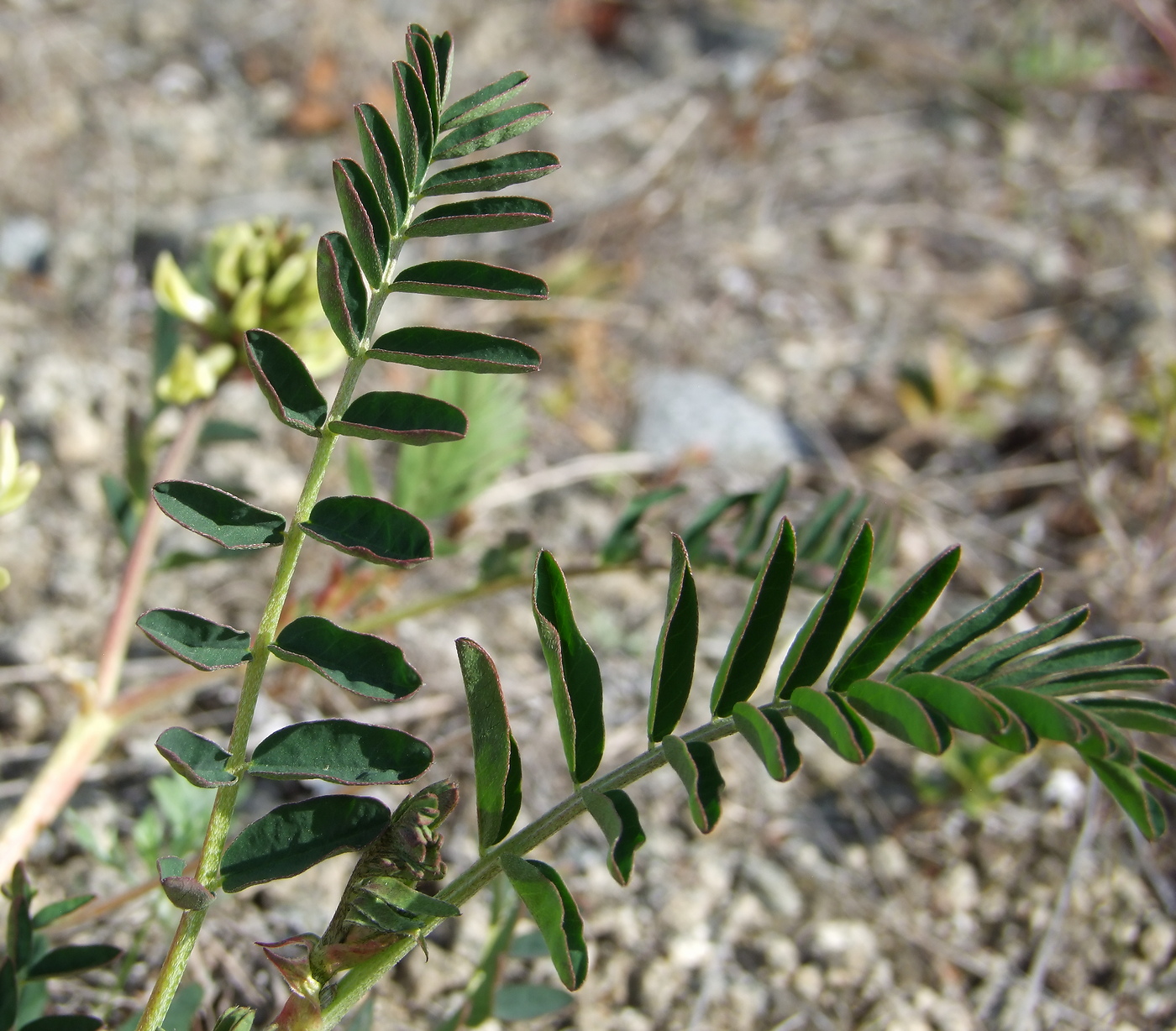 Image of Astragalus schelichowii specimen.