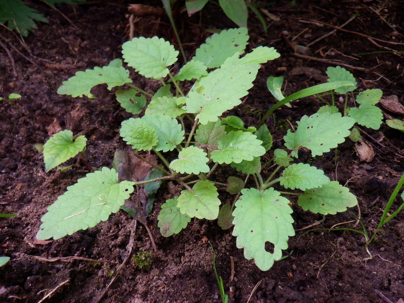 Image of Salvia glutinosa specimen.