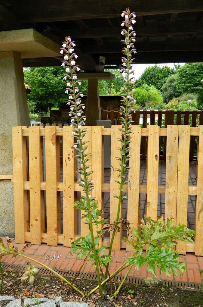 Изображение особи Acanthus mollis.