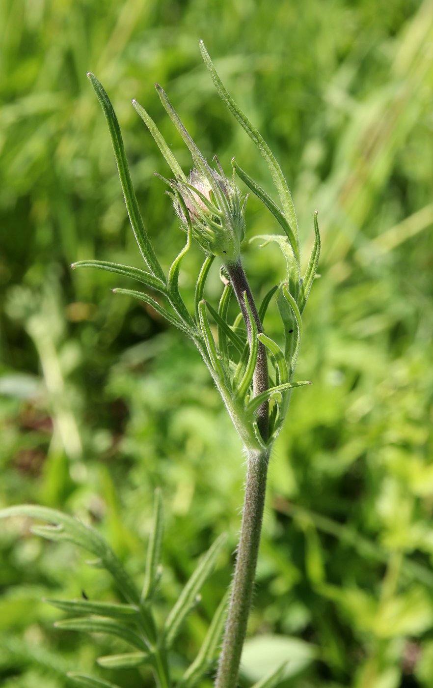 Image of Knautia arvensis specimen.