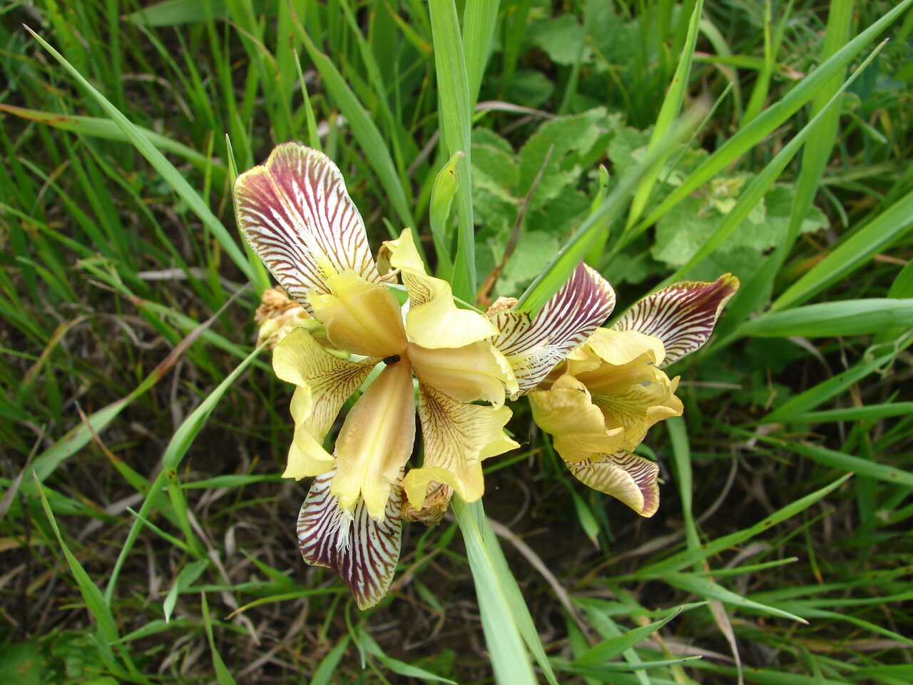 Image of Iris variegata specimen.