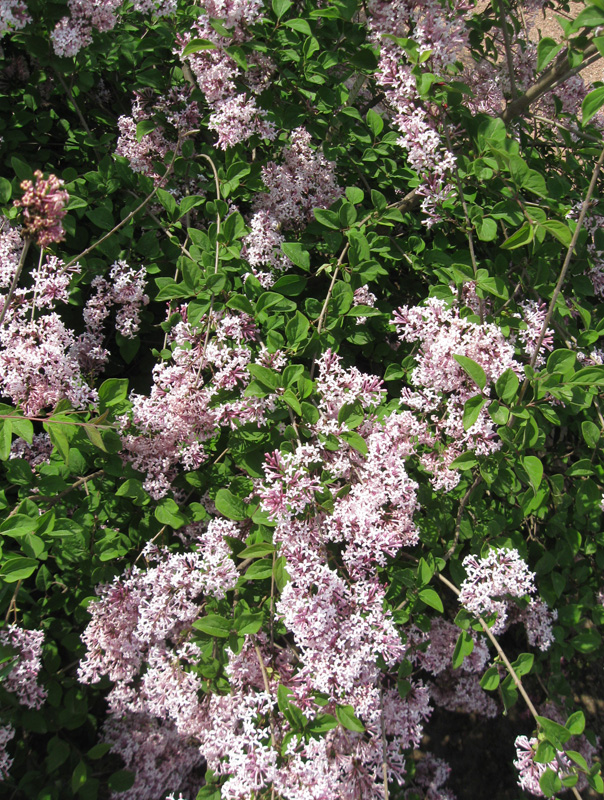 Image of Syringa microphylla specimen.