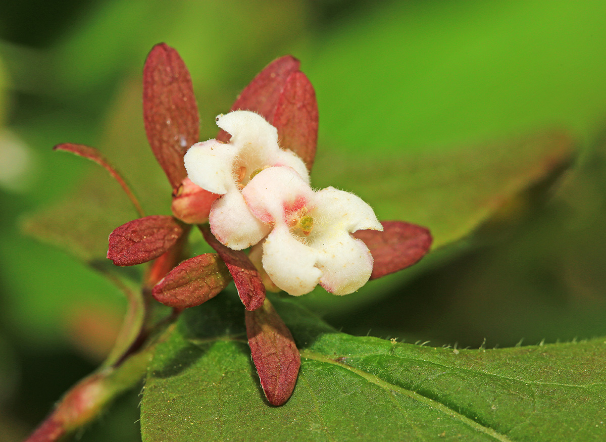 Image of Zabelia coreana specimen.