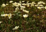 Dryas punctata