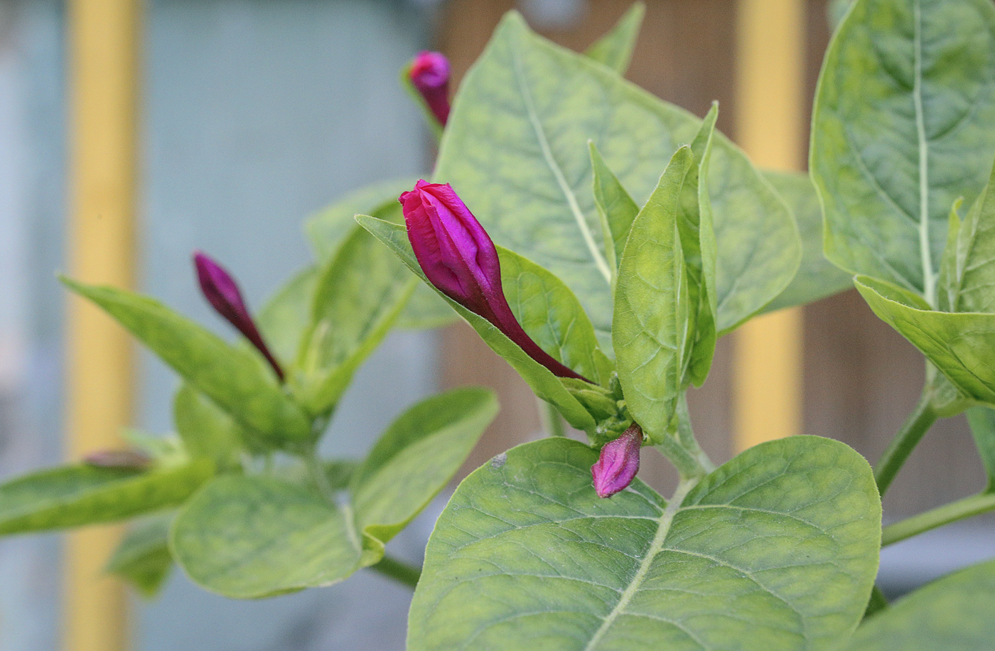 Image of Mirabilis jalapa specimen.