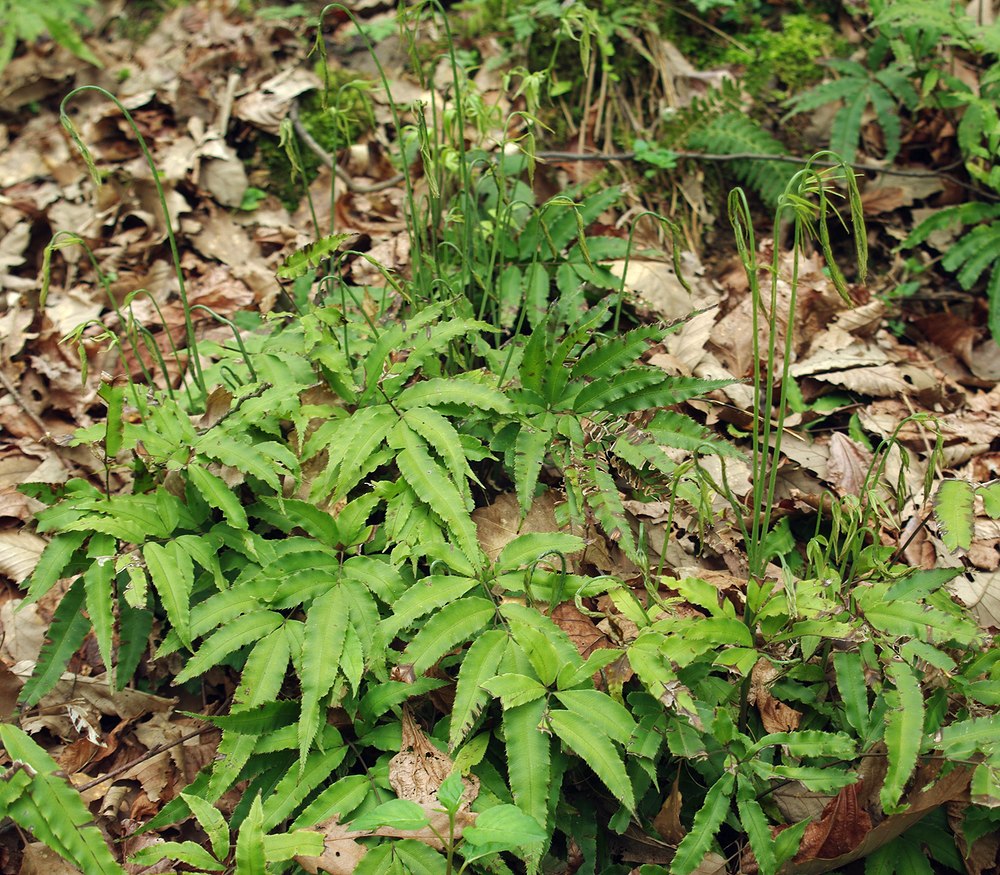 Image of Pteris cretica specimen.