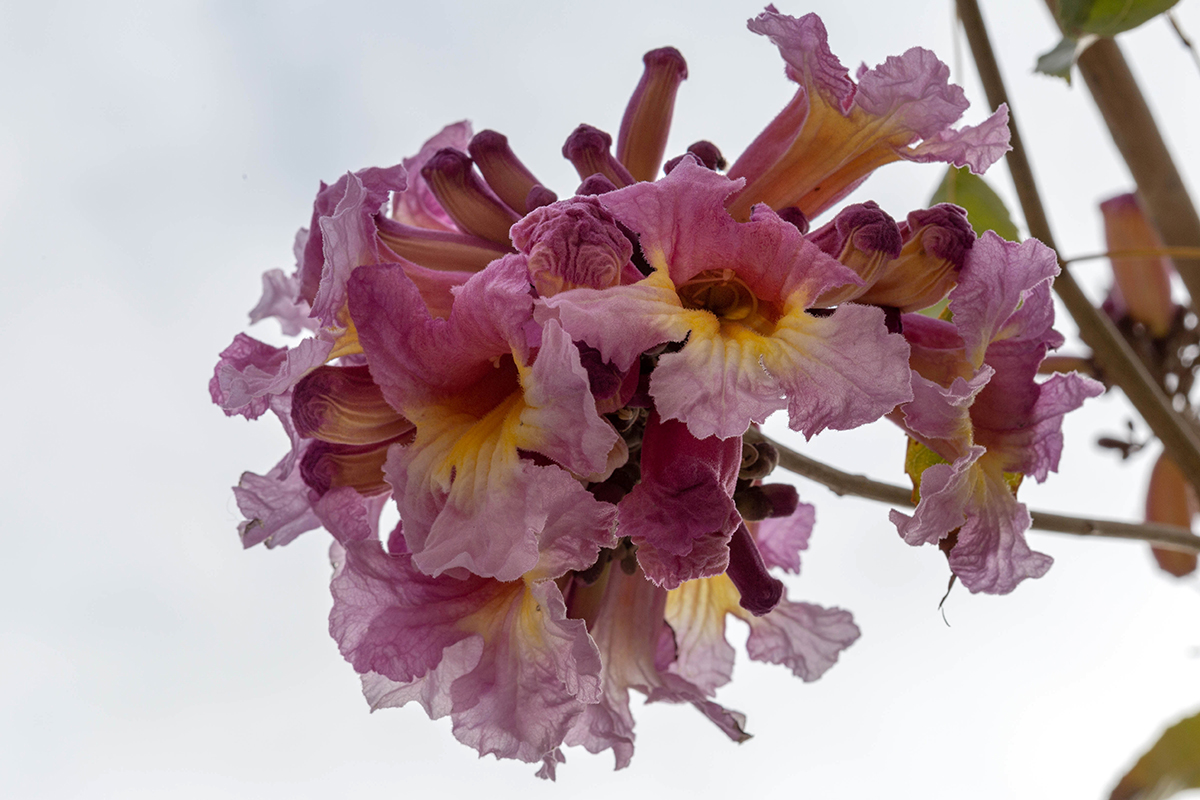 Image of Tabebuia impetiginosa specimen.